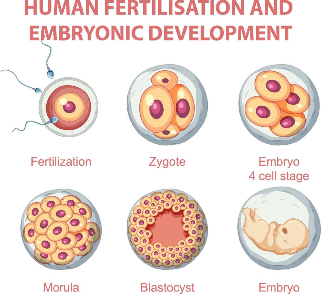 Menschliche Befruchtung und embryonale Entwicklung in der menschlichen Infografik vektor