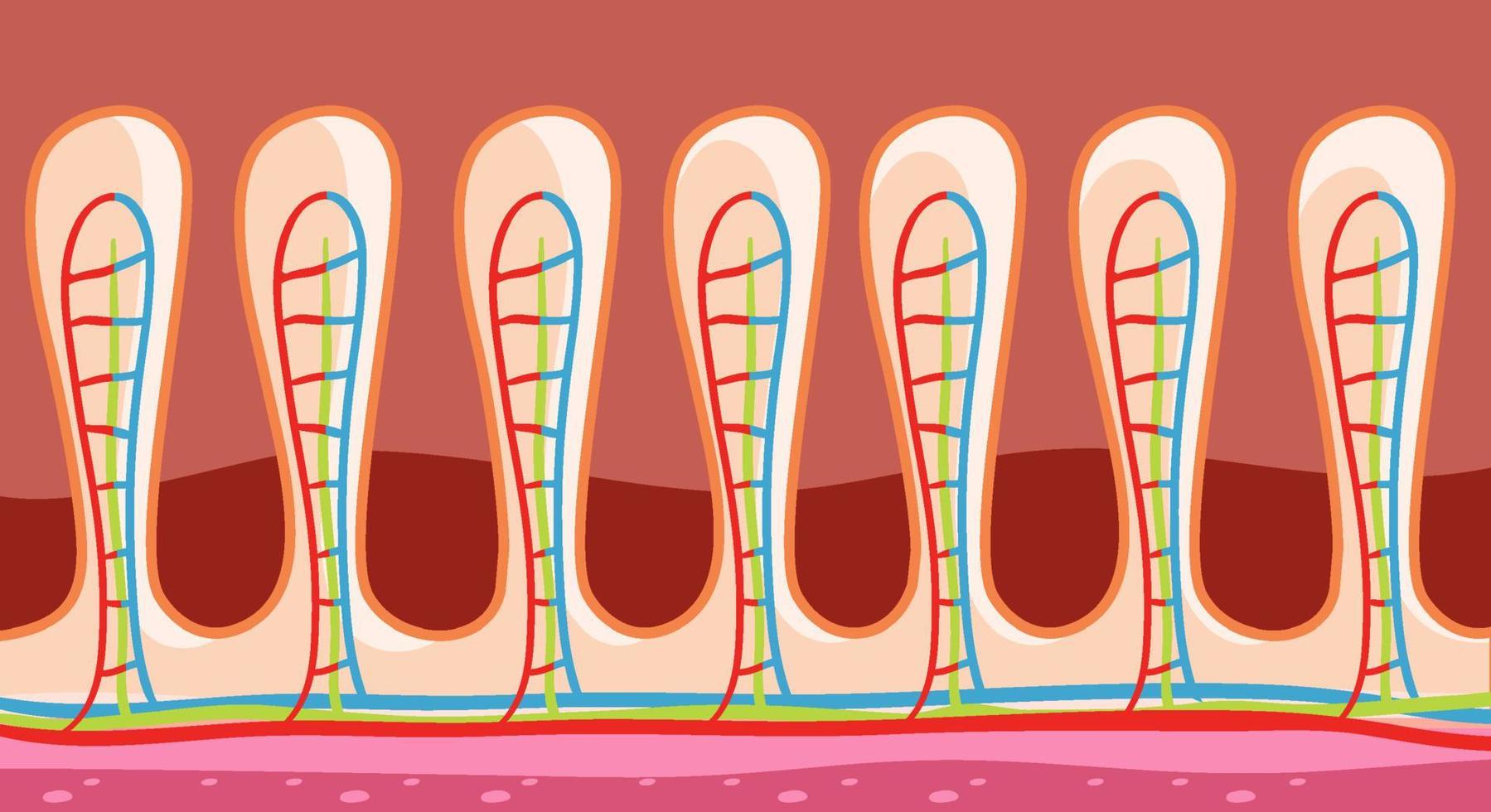 diagram som visar tarmväggens struktur vektor