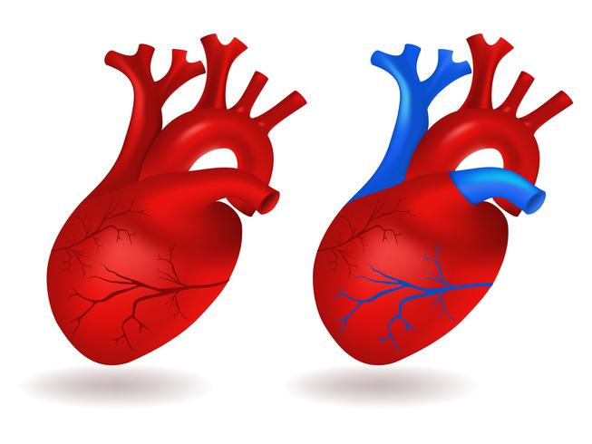 Modell des menschlichen Herzens vektor