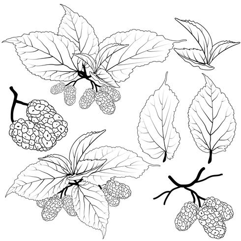mulberry vektor uppsättning