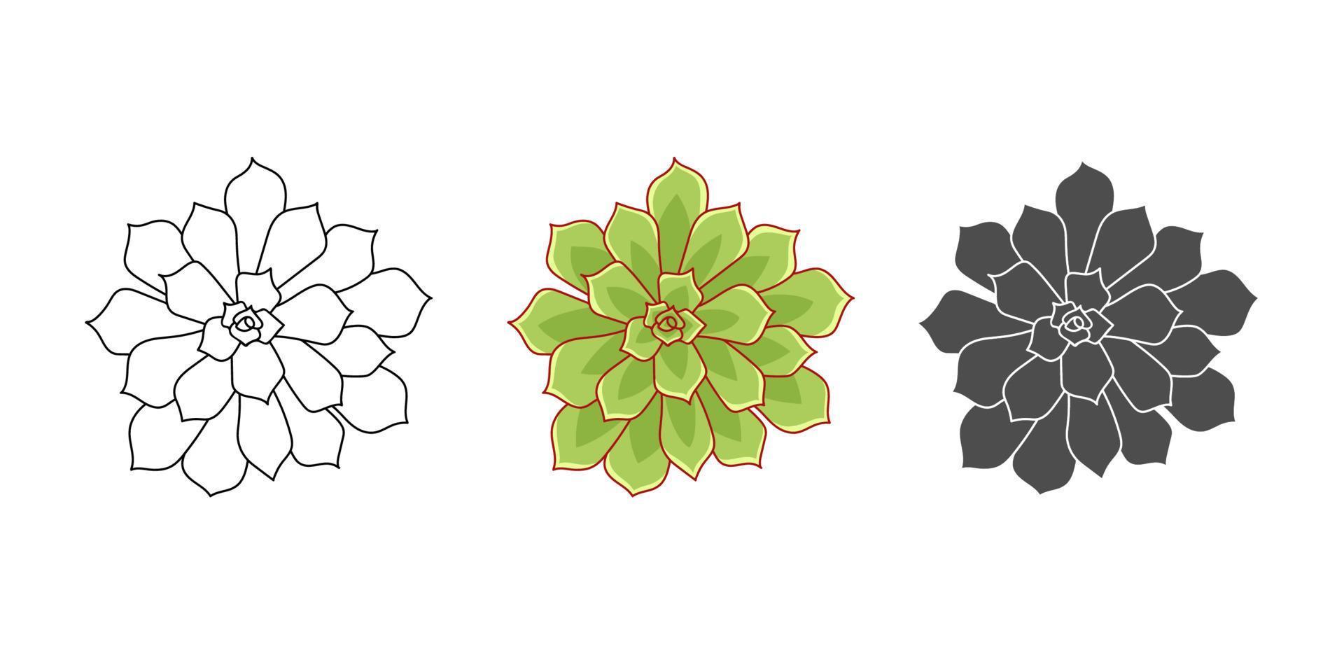 set suckulenta echeveria pulidonis - färg grön, doodle, enkel. samling isolerade element på en vit bakgrund. hemplanta för tryck och design. öken blomma handritad, vektorillustration vektor