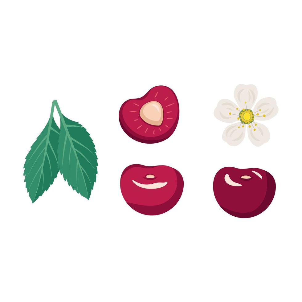 Set aus Beeren, Blättern und Blüten der Kirsche. gesundes leckeres essen, süßes dessert. Vektor flache Lebensmittelillustration