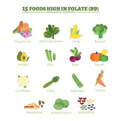 15 Lebensmittel reich an Folsäure vektor