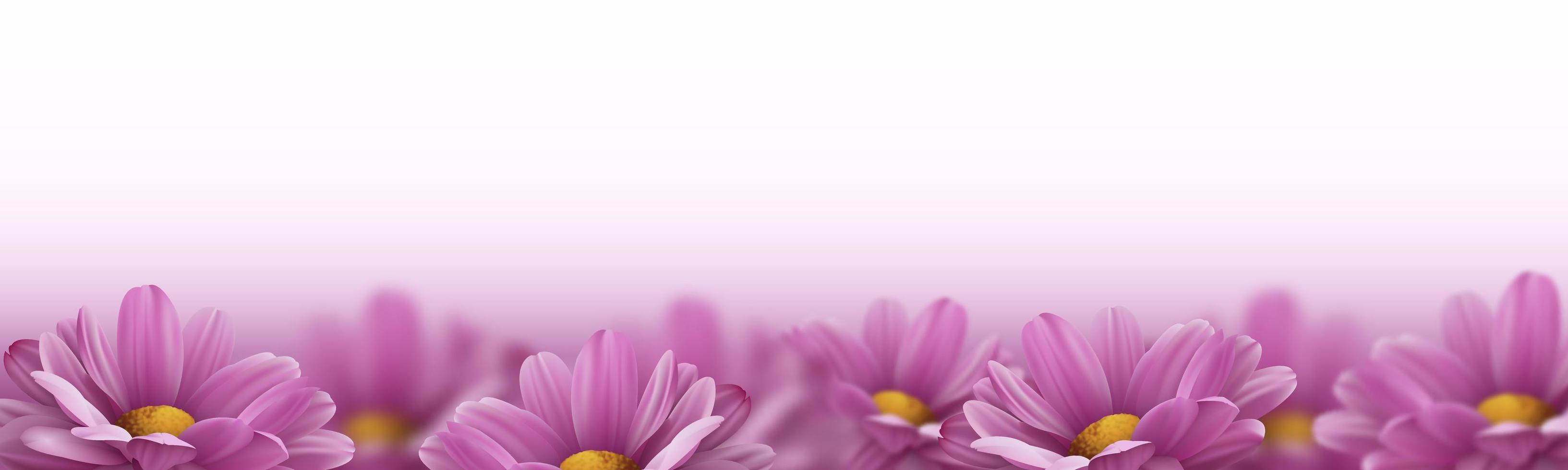 realistische rosafarbene 3d-chrysanthemenblumen auf weißem hintergrund. Vektor-Illustration vektor