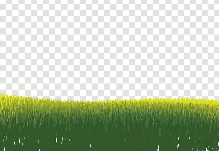 Grön gräsgräns, isolerad på genomskinlig bakgrund, med gra vektor