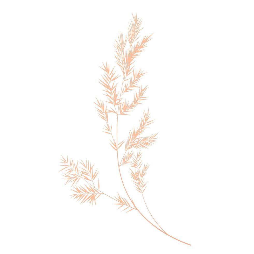vektor stock illustration av pampas gräs. grädde gren av torrt gräs. panikel cortaderia selloana sydamerika, fjäderblommahuvud plumesstep. mjuk rosa färg. mall för ett bröllopskort.
