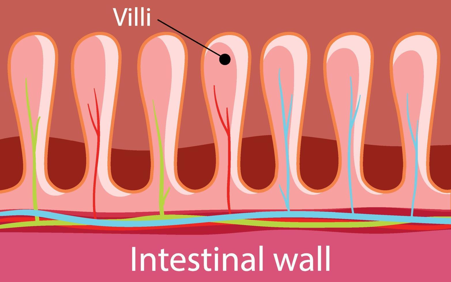 diagram som visar tarmväggens struktur vektor