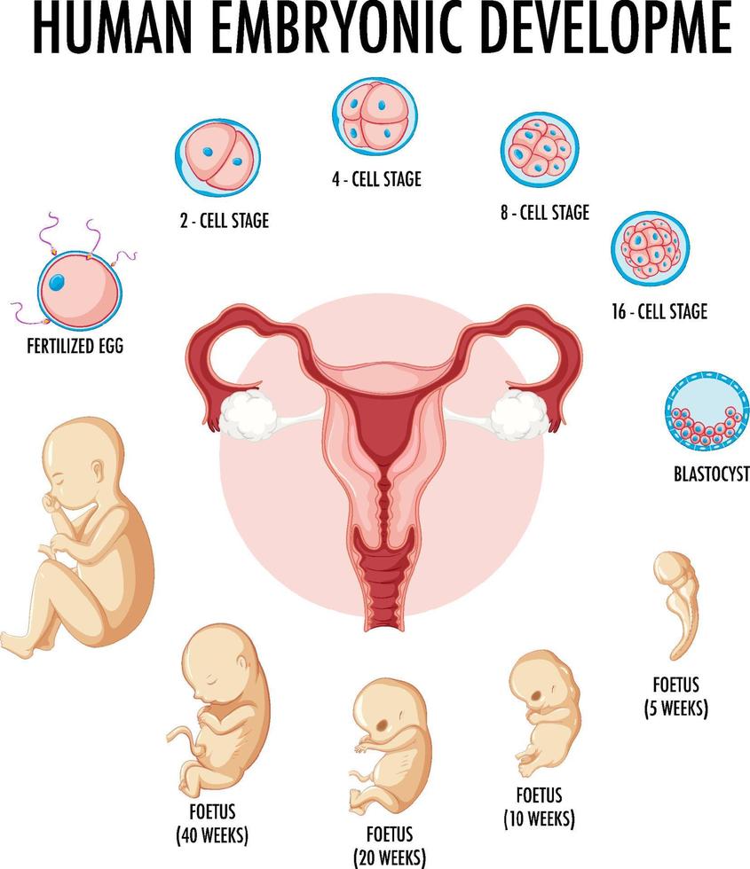 menschliche embryonale entwicklung in der menschlichen infografik vektor