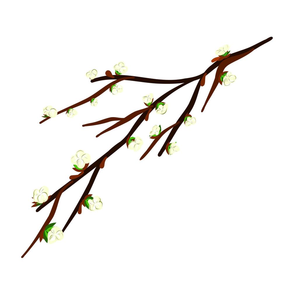ein Zweig eines Frühlingsapfelbaums mit weißen Blüten. vektor
