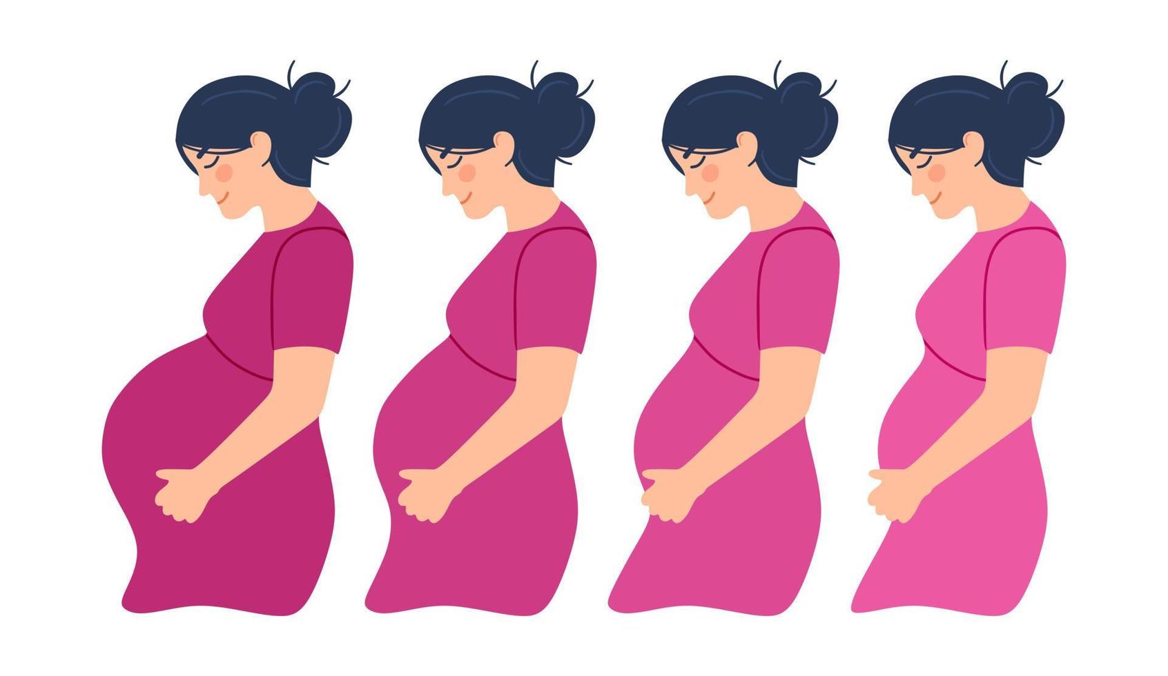 Schwangerschaft. ein modernes Poster mit den Stadien der Schwangerschaft. vektor