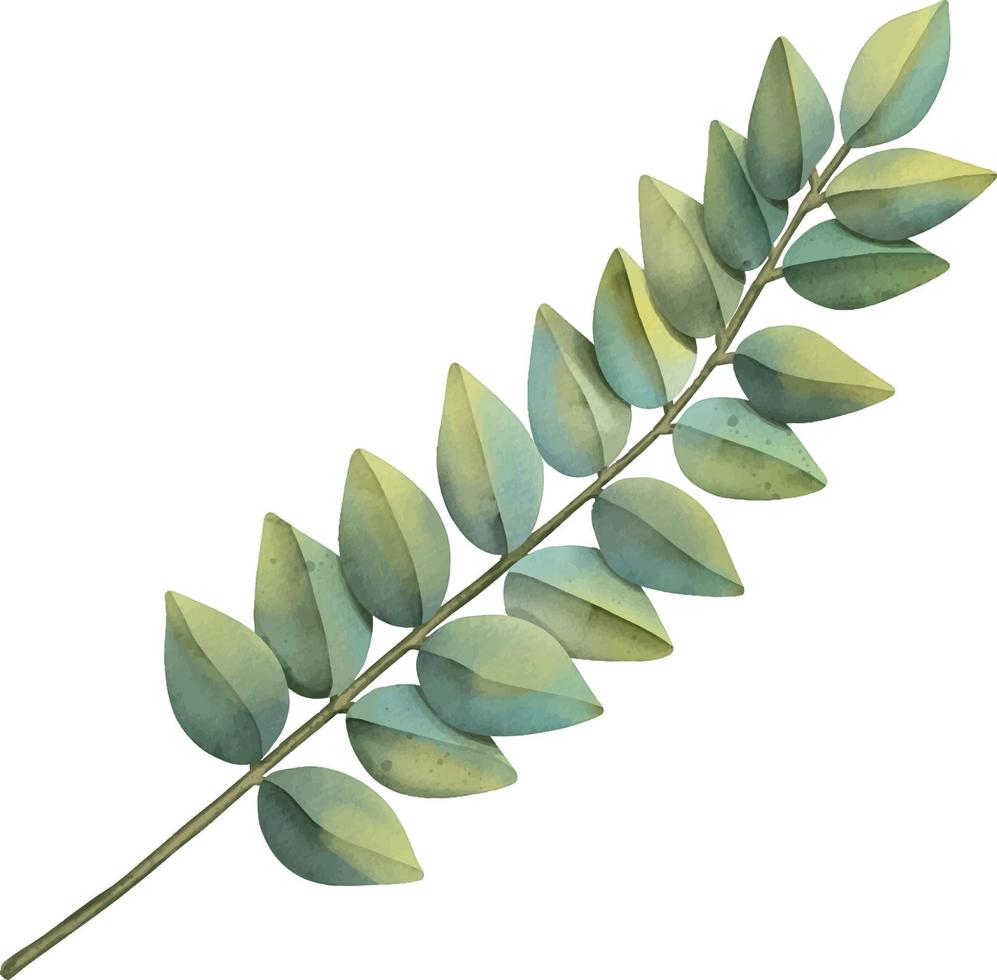 grünes tropisches palmblatt. tropische Pflanze. handgemalte aquarellillustration lokalisiert auf weiß. vektor