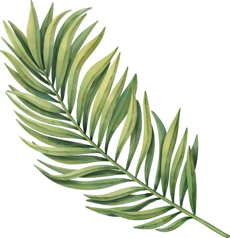 printgreen tropisches Palmblatt. tropische Pflanze. handgemalte aquarellillustration lokalisiert auf weiß. vektor