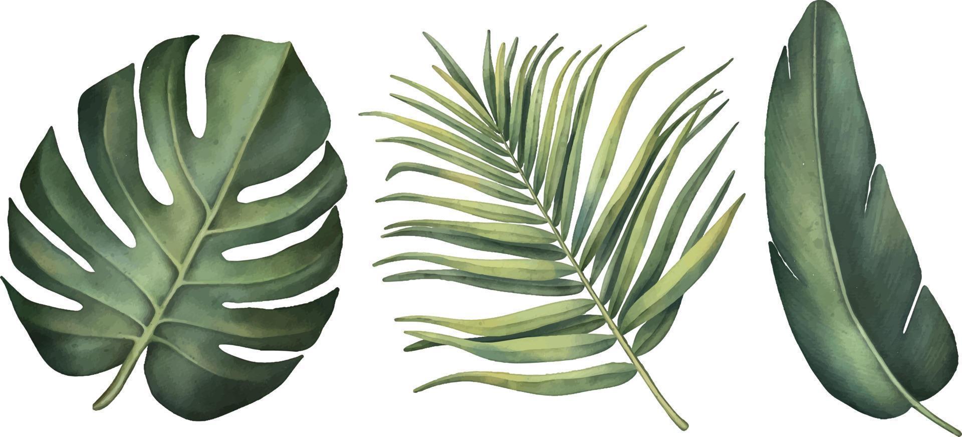 printtropische Reihe von Pflanzen auf weißem Hintergrund. Aquarell handgemalt, Sommerclipart, Palmblätter vektor