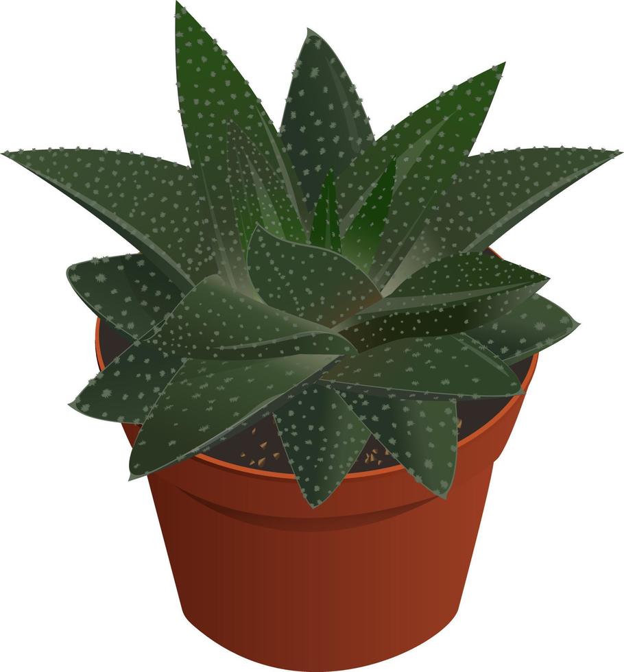 haworthia suckulenta vektorillustration vektor