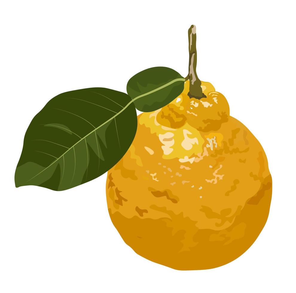 yuzu vektor stock illustration. citron. gul syrlig citronfrukt mogen med blad. citron, lime, mandarin, apelsin, citrusfrukter och akvarellgrönt. isolerad på vit bakgrund.