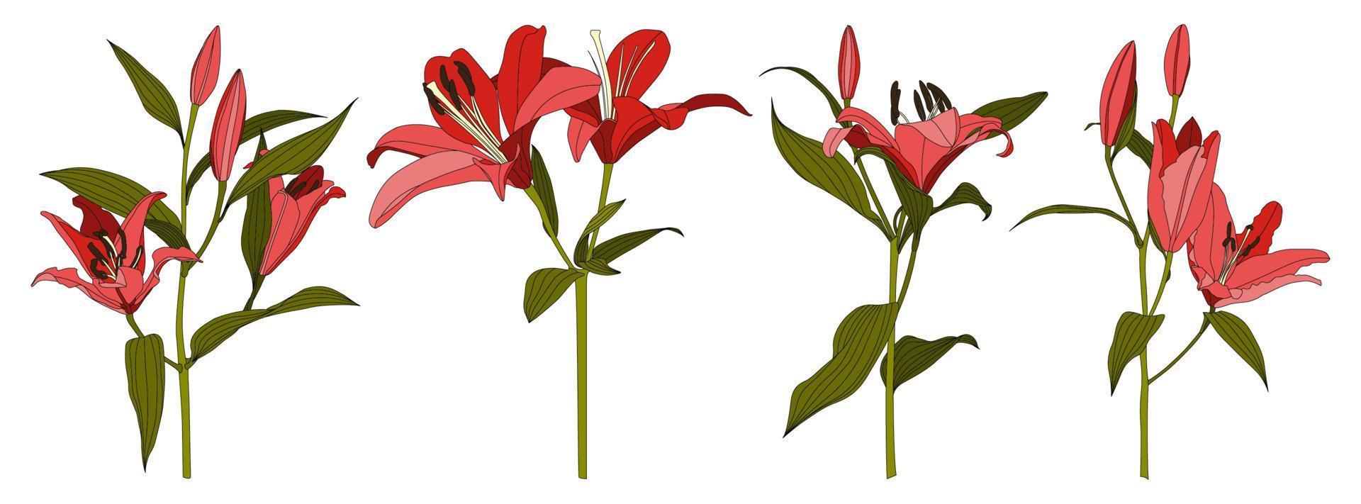 uppsättning av isolerade hand dras röd lilja blomma vektor
