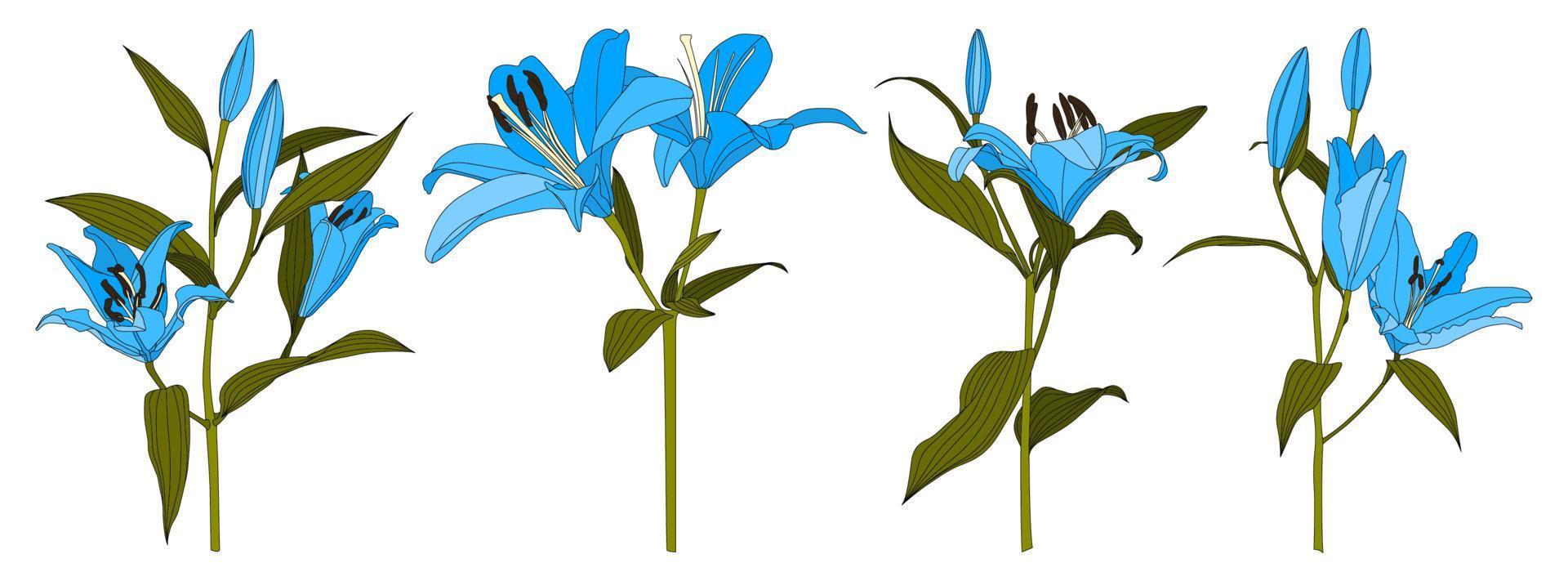 Satz von isolierten handgezeichneten hellblauen Lilienblumenvektoren vektor