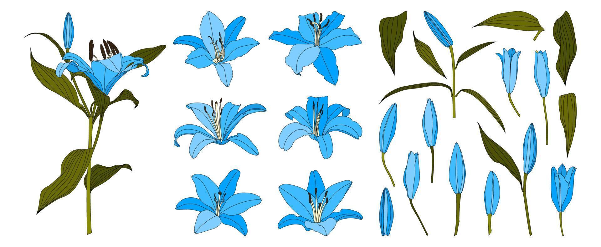 Satz von isolierten handgezeichneten hellblauen Lilienblumenvektoren vektor