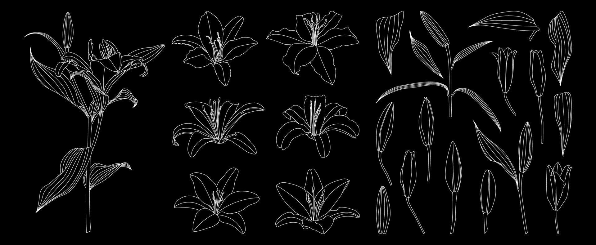 Satz von isolierten handgezeichneten Umrissen Lilienblumenvektor vektor