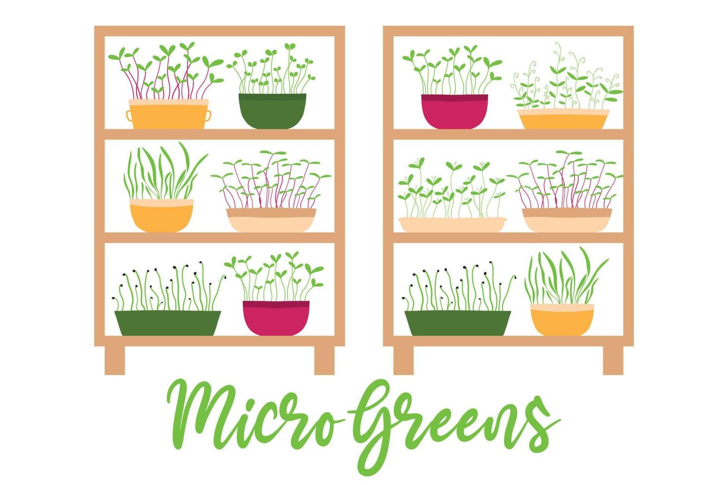 vektor illustration av en stele med krukväxter. hylla med microgreens. odling av mikrogrönt.