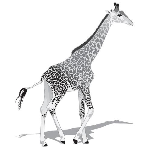 Afrikansk Giraff BW vektor