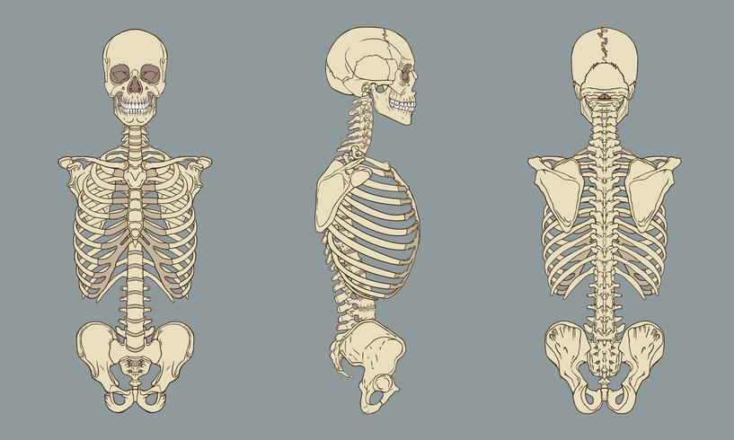 Menschlicher Torso-Skelett-Anatomie-Satz-Vektor vektor