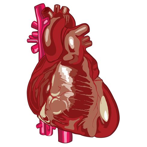 Medicinsk mänsklig hjärta vektor illustration