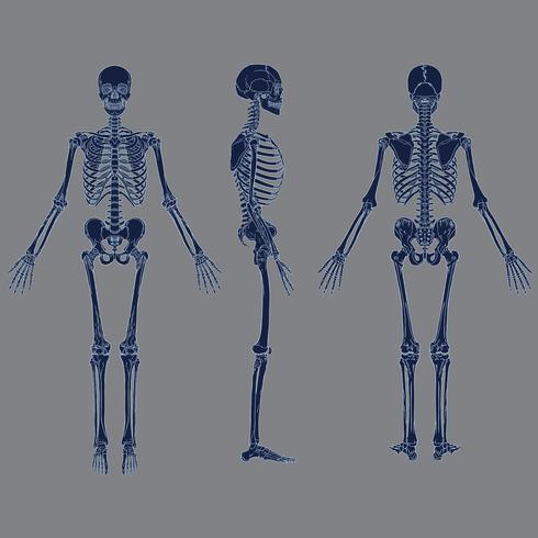 Blauer Vektor des negativen menschlichen Skelettdiagramms Farb