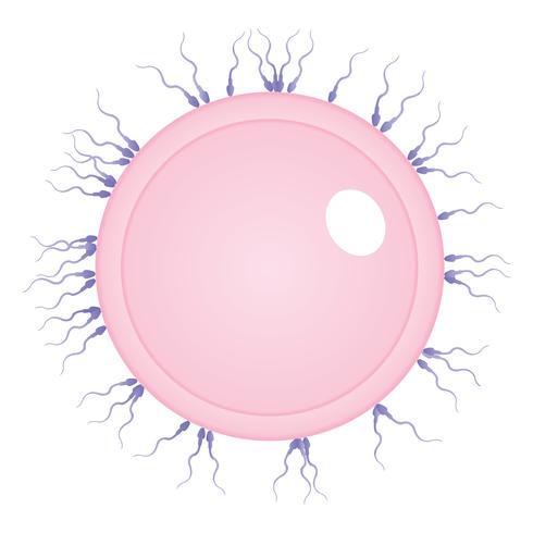 Medizinischer Vektor der menschlichen Eizelle und der Samenzellen
