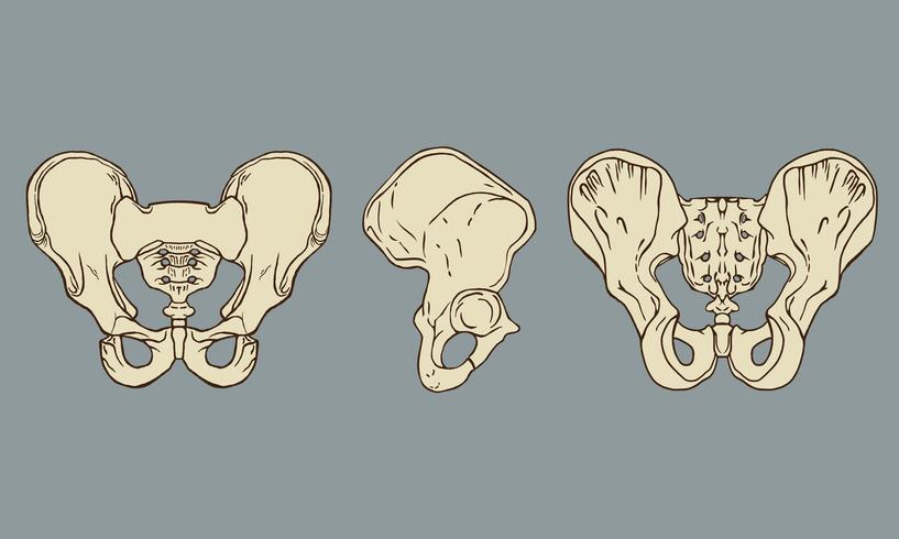 Pelvis Skelett Anatomi Pack Vector