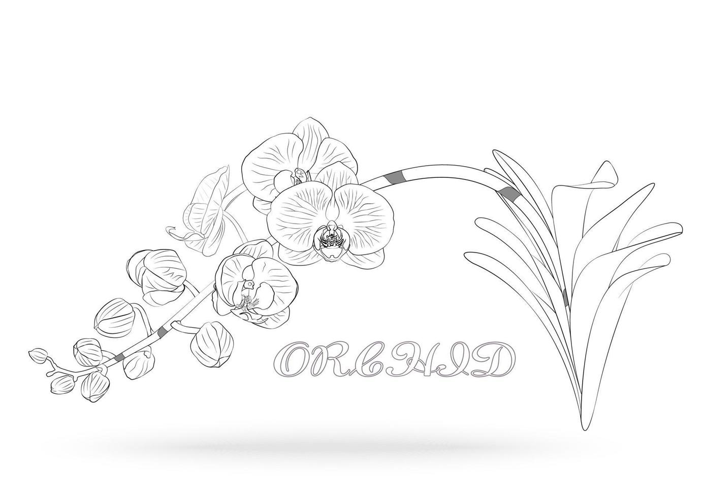 Orchideenblütenvektor vektor