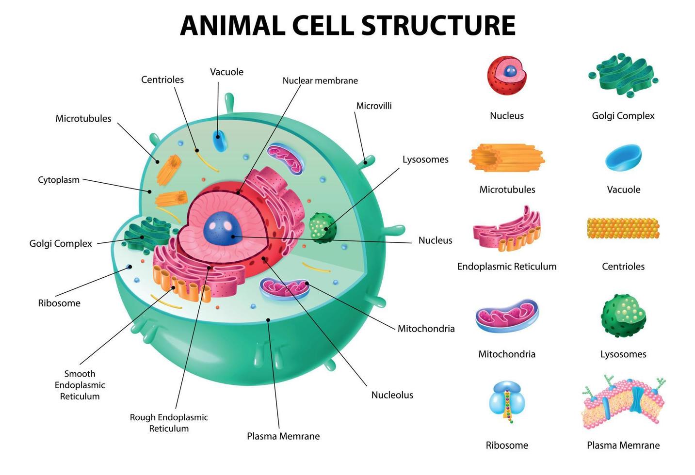 Anatomie tierischer Zellen vektor