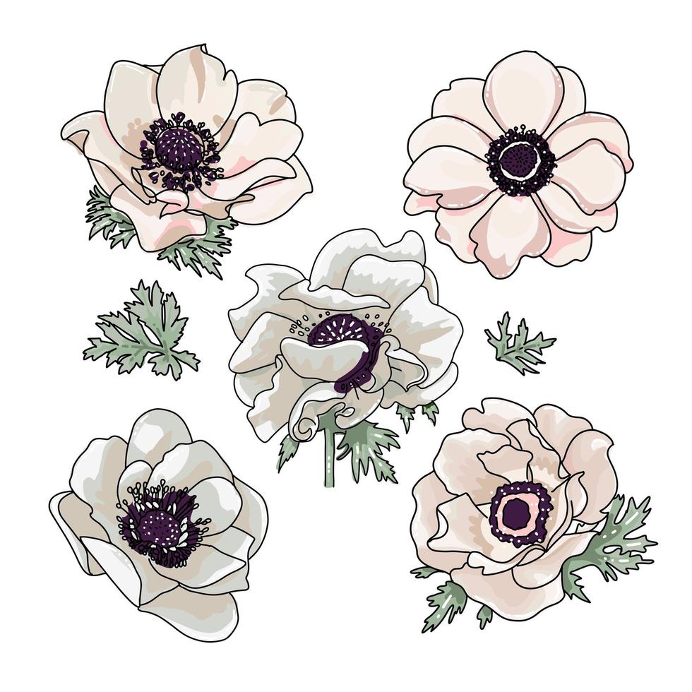 satz von handgezeichneten anemonen für blumenstrauß design garten rosa pfirsich lavendel cremiges pulver blasse wachsblume, anemone mit grünen blättern hochzeitsvektor laden kartenumriss aquarellelemente ein vektor