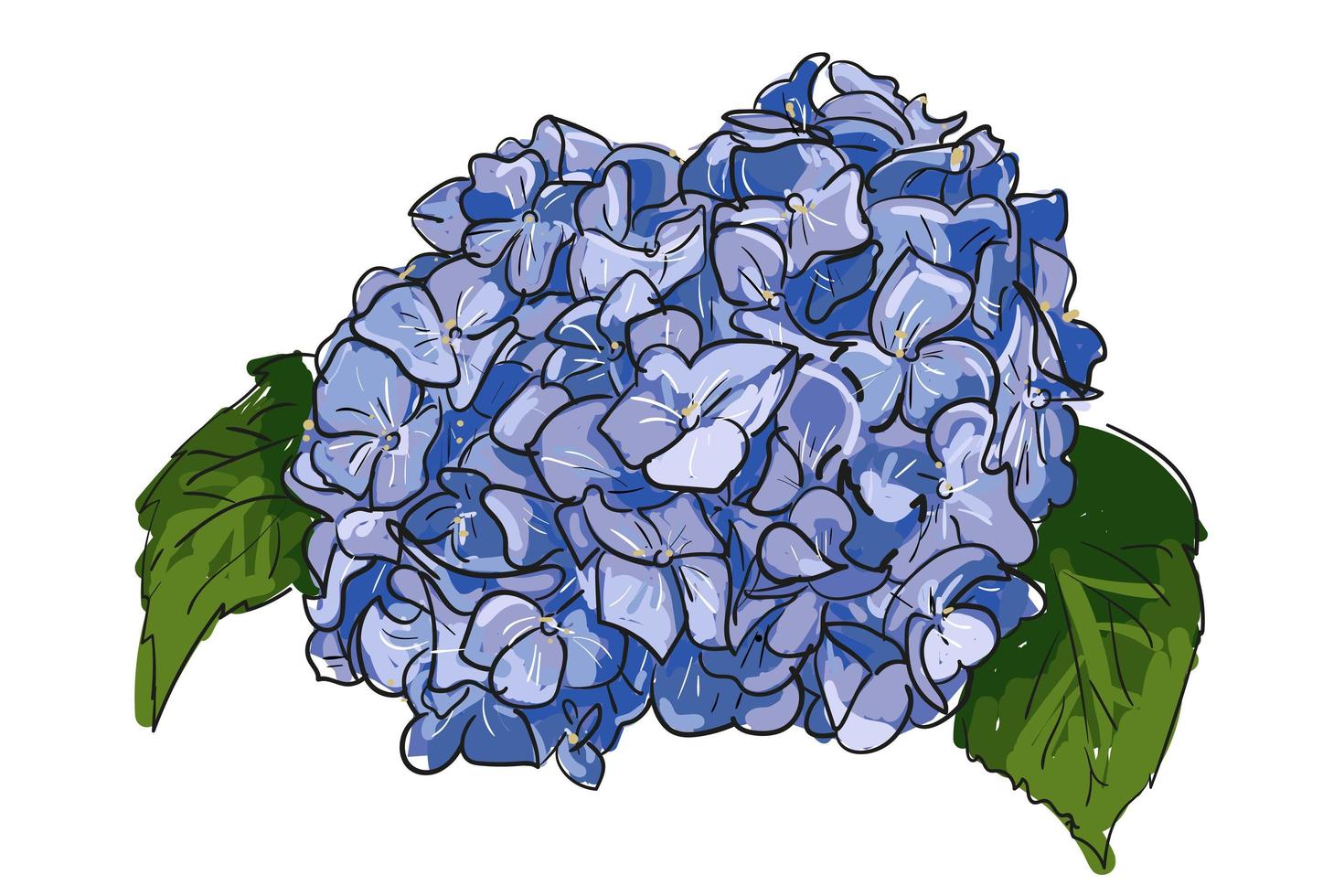 einzelne Hand gezeichnete blaue lila Hortensie auf weißem Hintergrund. blühende hortensie der sommerweinlese, botanische natürliche hortensieillustration der schönen blume der handzeichnung vektor