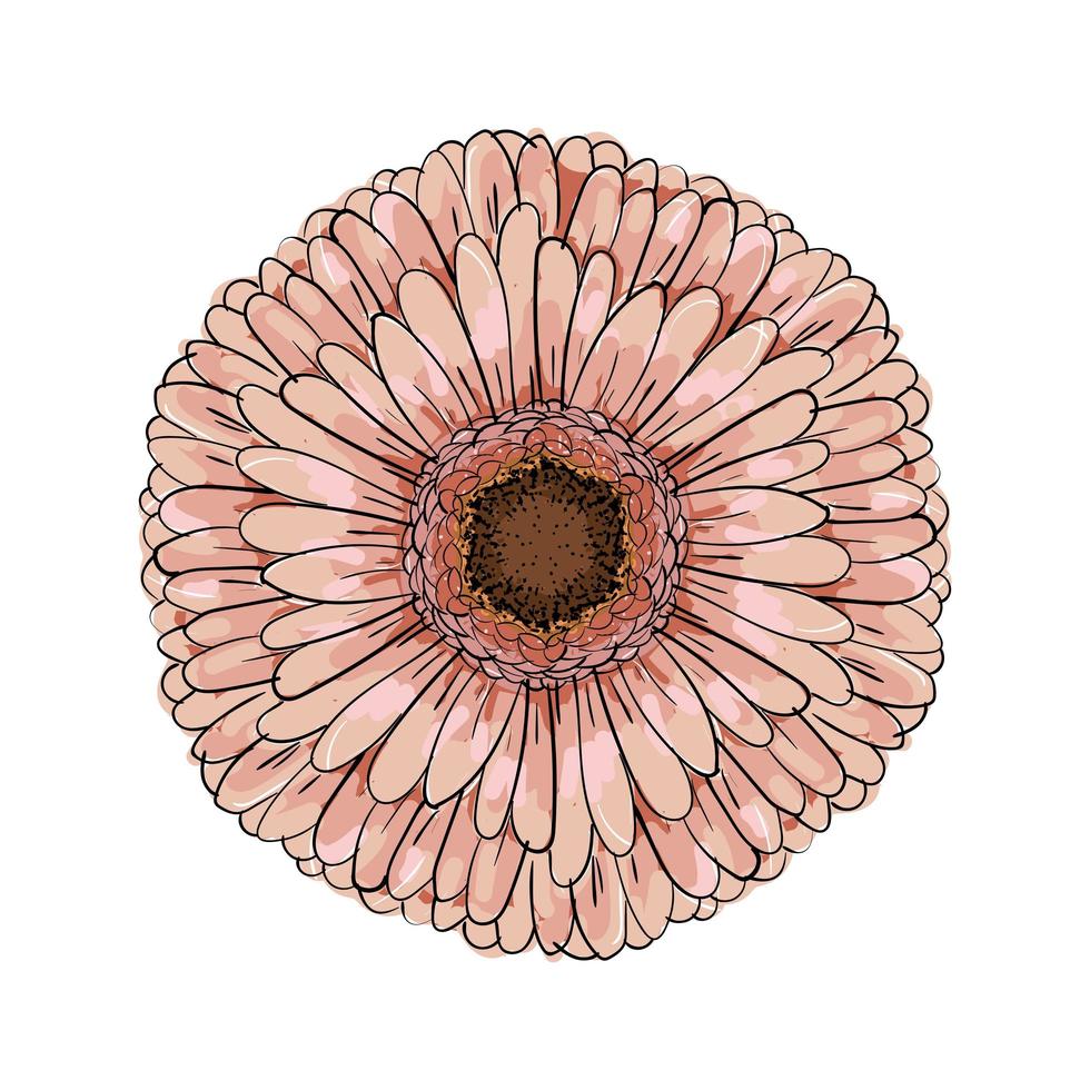 stor blommande dammig rosa gerberablomma. handritad illustration vektor. vektor realistisk svart och vit handritad bild skiss av gerber daisy blomma.