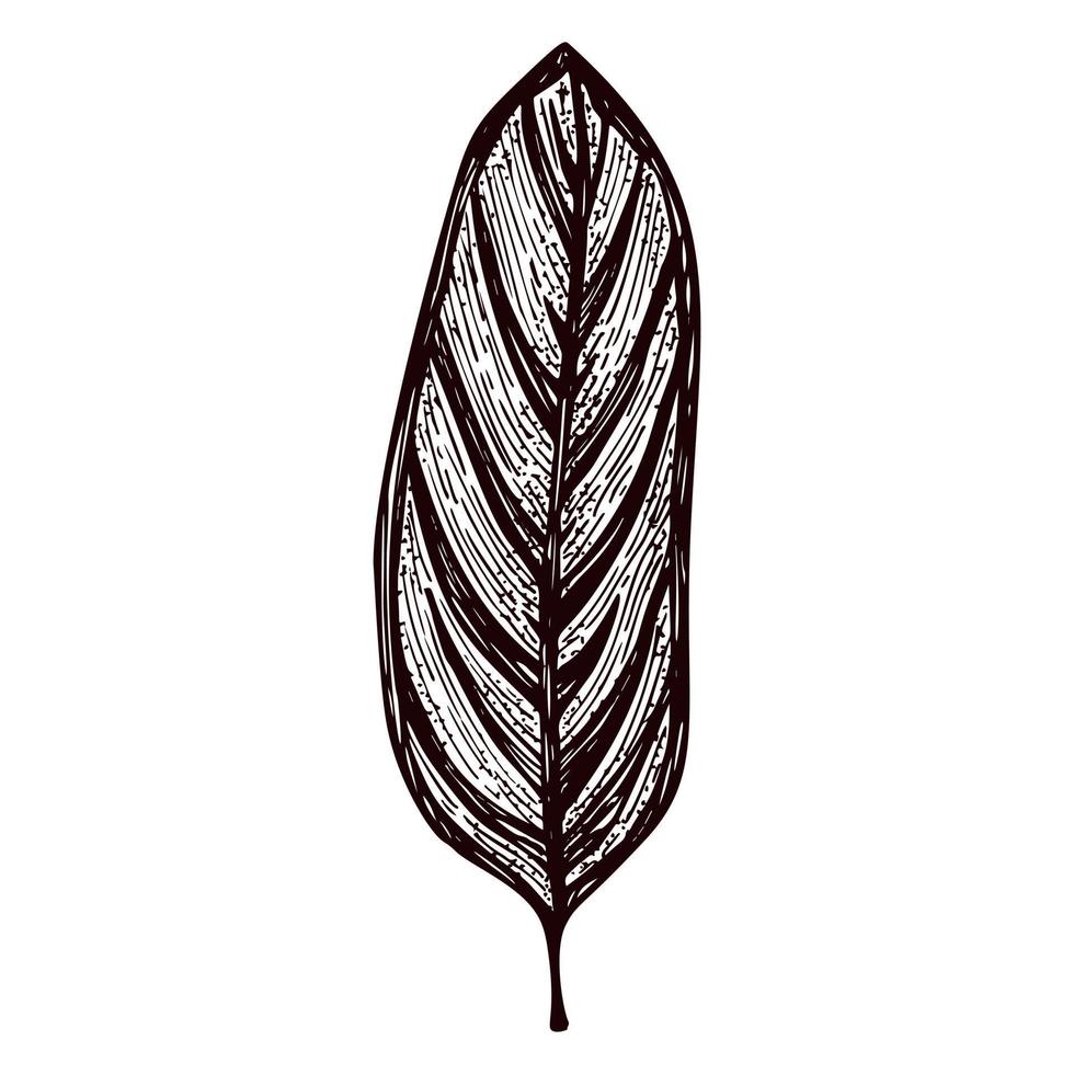 graviertes Calathea-Blatt isoliert. retro-element tropische pflanzen im handgezeichneten stil. vektor