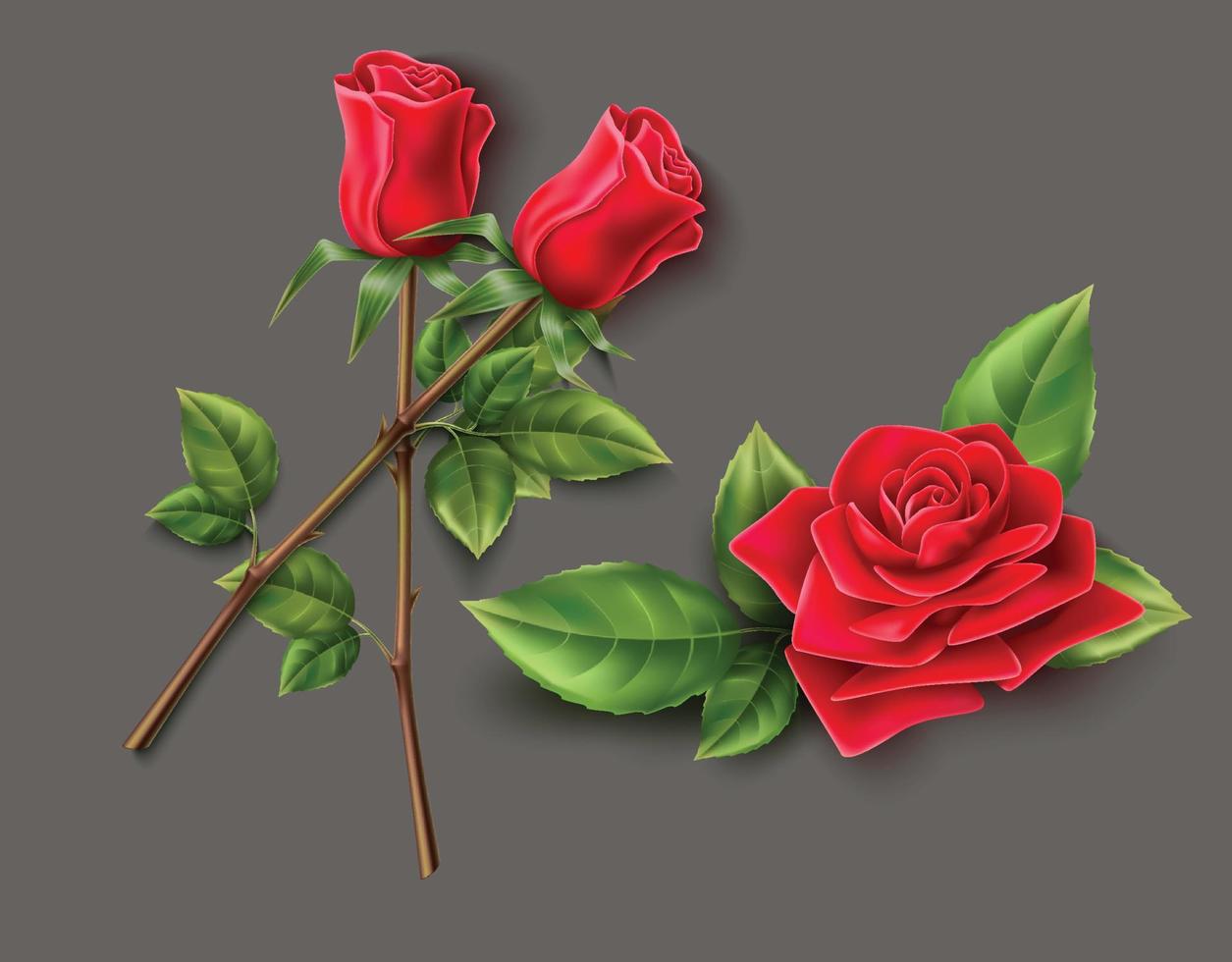 röd ros blomma vektor på grå bakgrund