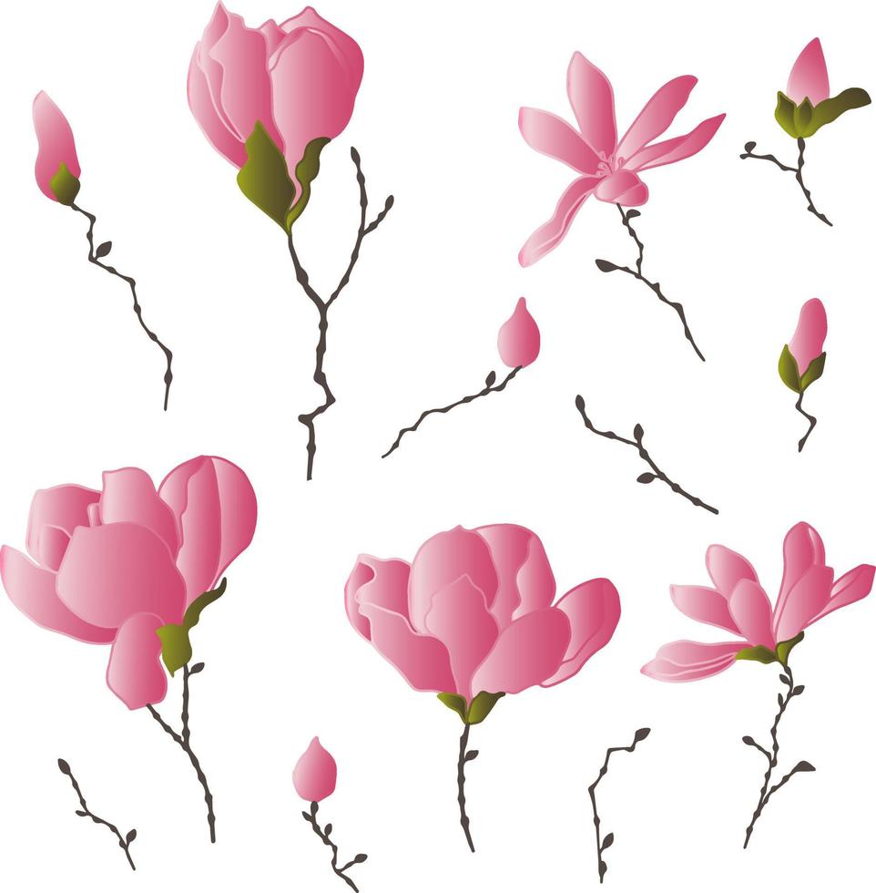 Vektormuster Set aus Magnolienblüten mit Ästen und Blättern. Botanische Illustration für Tapeten, Textilien, Stoffe, Kleidung, Papier, Postkarten vektor