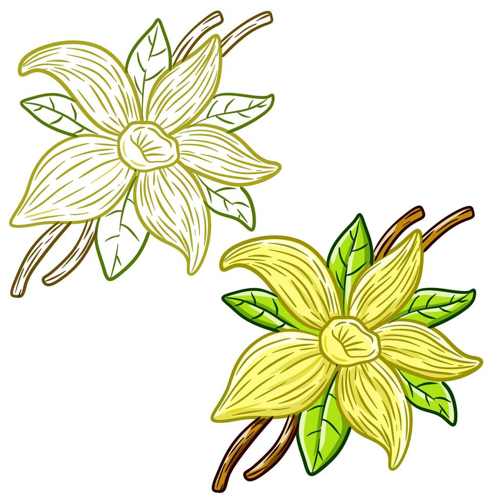Blume der Vanille. weiße Blütenblätter und grüne Blätter. vektor