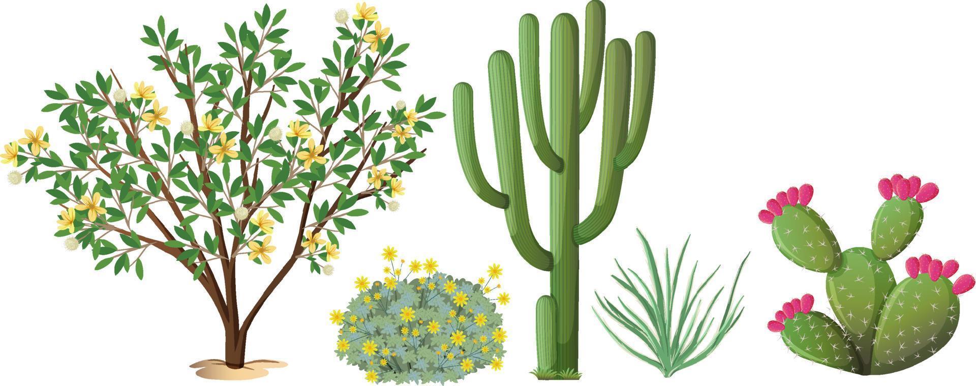 olika typer av kaktusar och träd vektor
