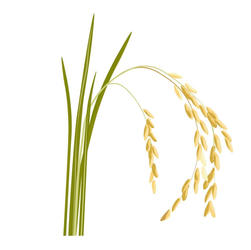risgroddar vektor stock illustration. en spannmålsväxt med korn på stjälken som odlas på fältet. örat på en vild blomma. isolerad på en vit bakgrund.