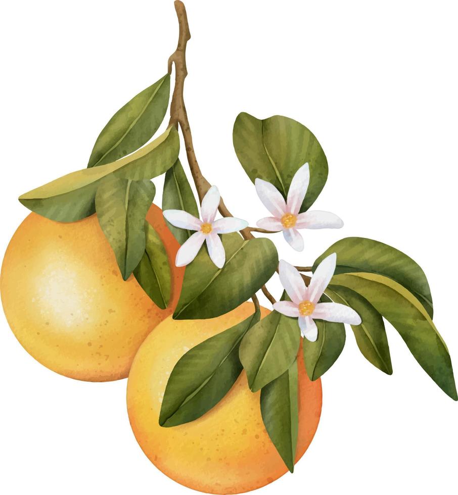 Orangen auf einem Ast. isolierte aquarellillustration des zitrusbaums mit blättern und blüten. vektor