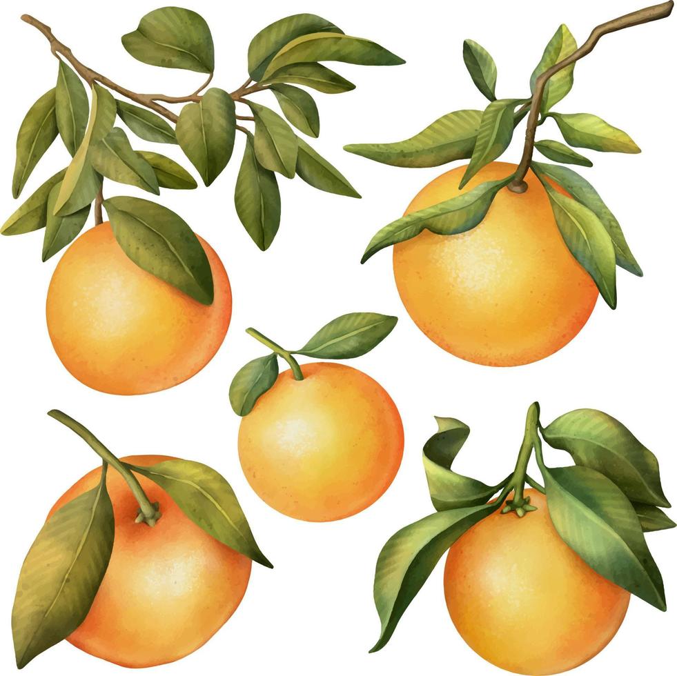 handritad uppsättning akvarell blommande orange trädgrenar och orange, isolerade illustration på en vit bakgrund vektor