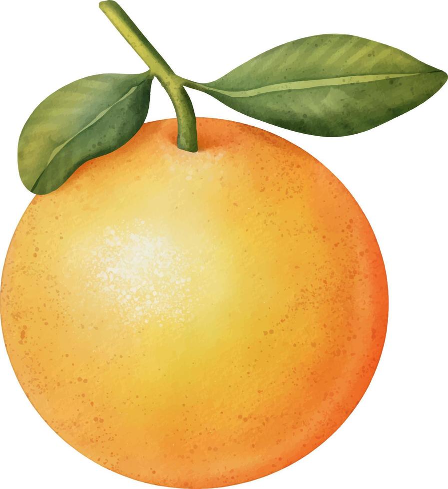 apelsiner på en gren. isolerade akvarell illustration av citrusträd med löv. vektor