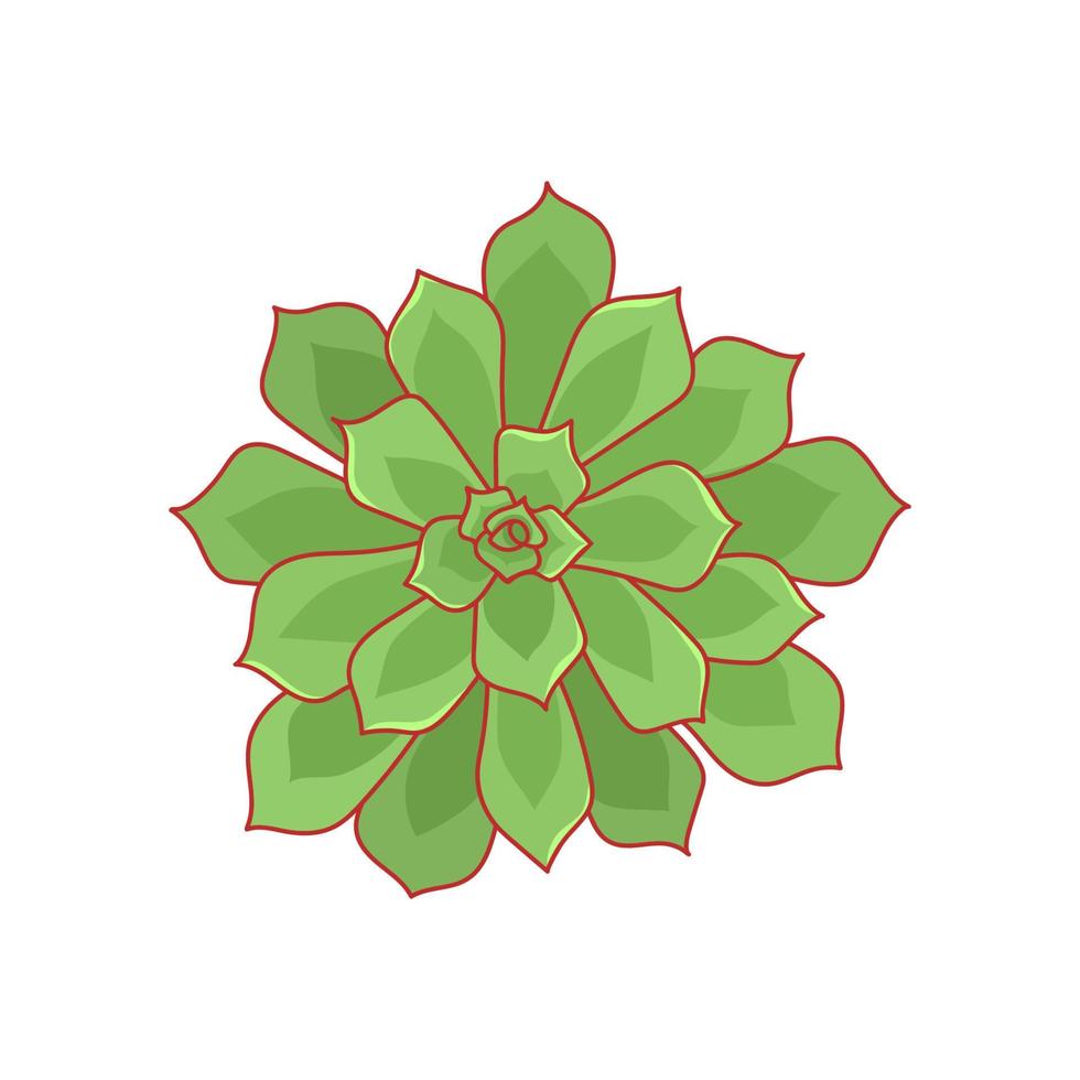 handgezeichnete niedliche grüne Sukkulente im Stil flach. grafische skizzenhausblume echeveria pulidonis. vektorillustration, lokalisierte elemente auf einem weißen hintergrund vektor