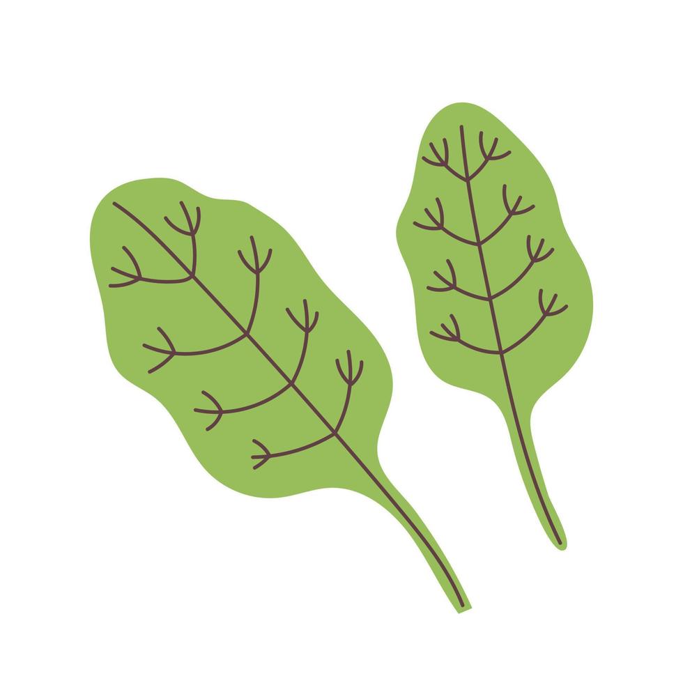 vektor gröna spenatblad
