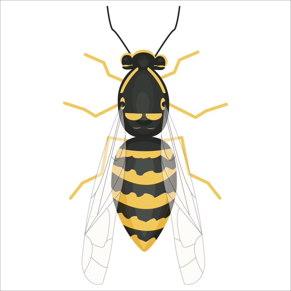 helle bunte detaillierte Illustration der Wespe im Vektordesign. grafisch realistisches insekt. isolierte ClipArt auf weißem Hintergrund. vektor