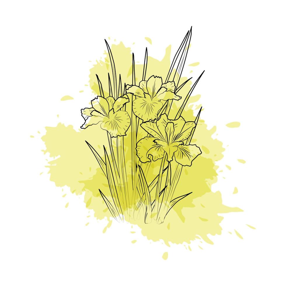 kontur av irisblommor på gul akvarellfläck vektor