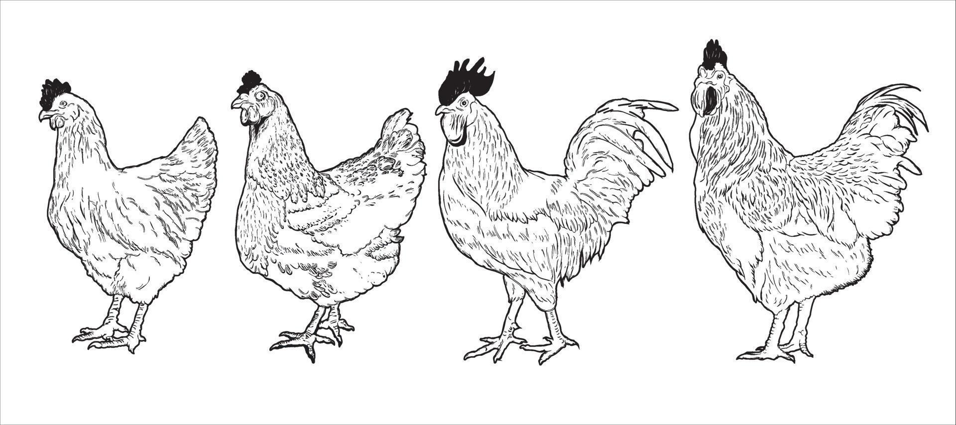 gruppe der handgezeichneten illustration des huhns. Hahn, Henne, Hahn, Geflügel, Huhn, Vektorgrafik mit Zeichnungstext vektor