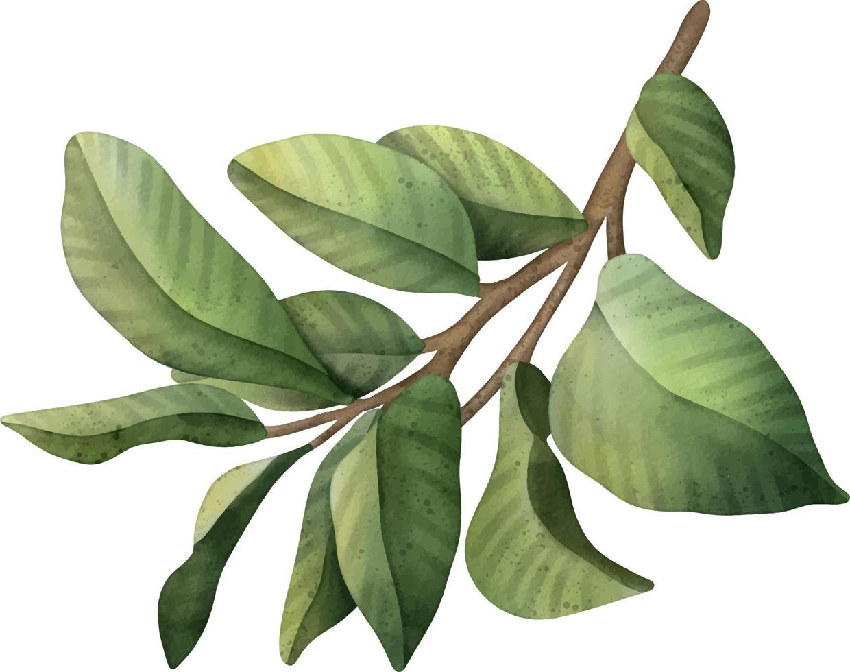 handritad akvarell gren med gröna blad vektor